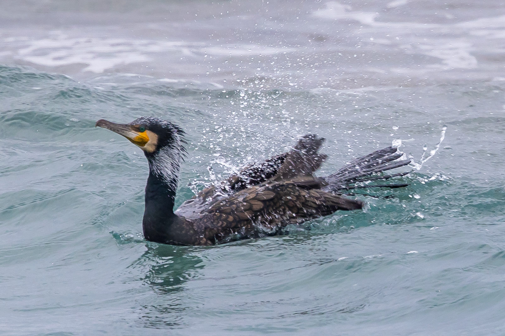Great Cormorant