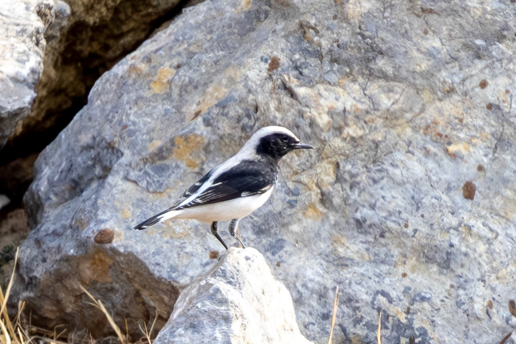 Finsch's Wheatear