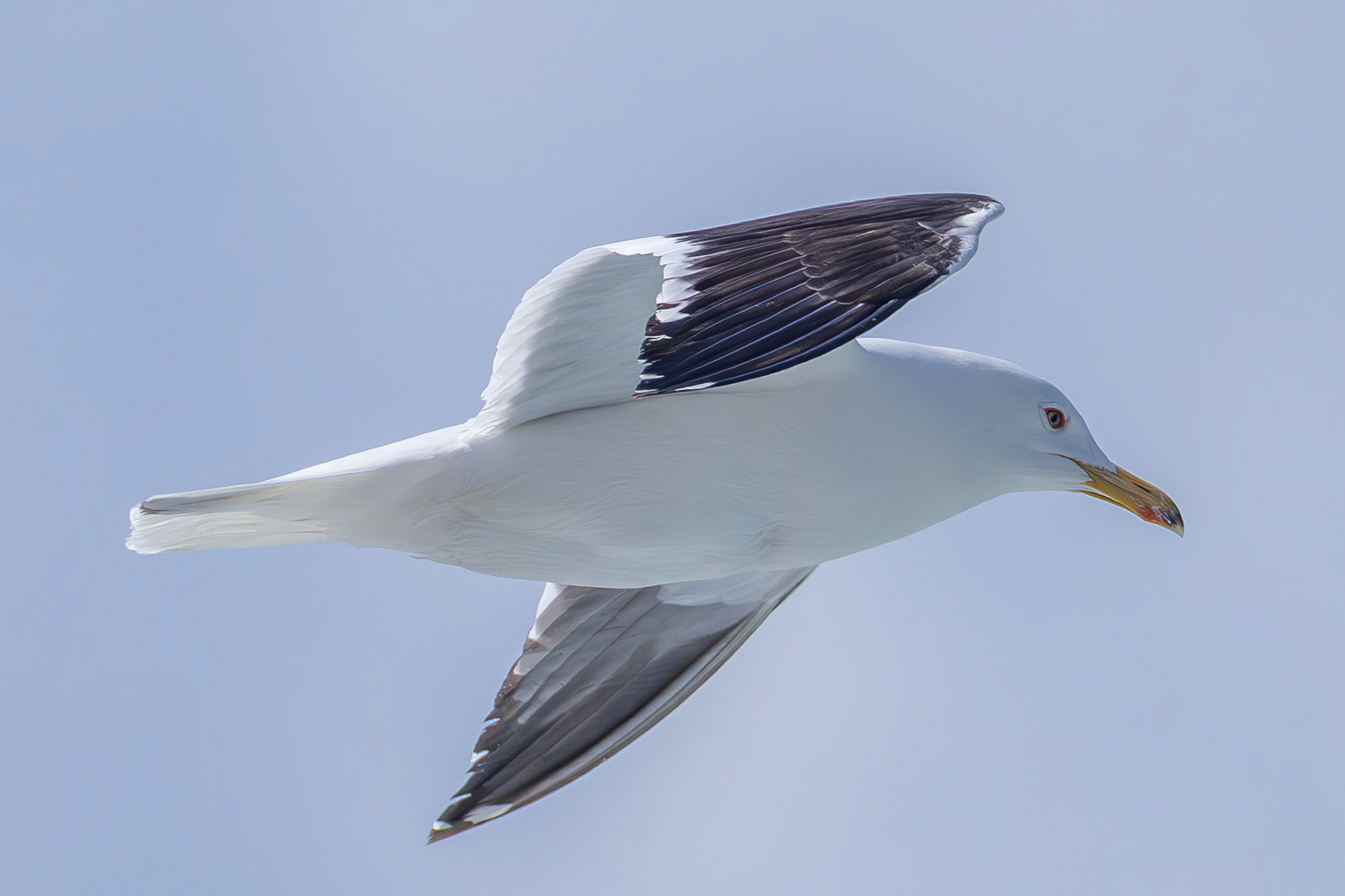 Baltic Gull