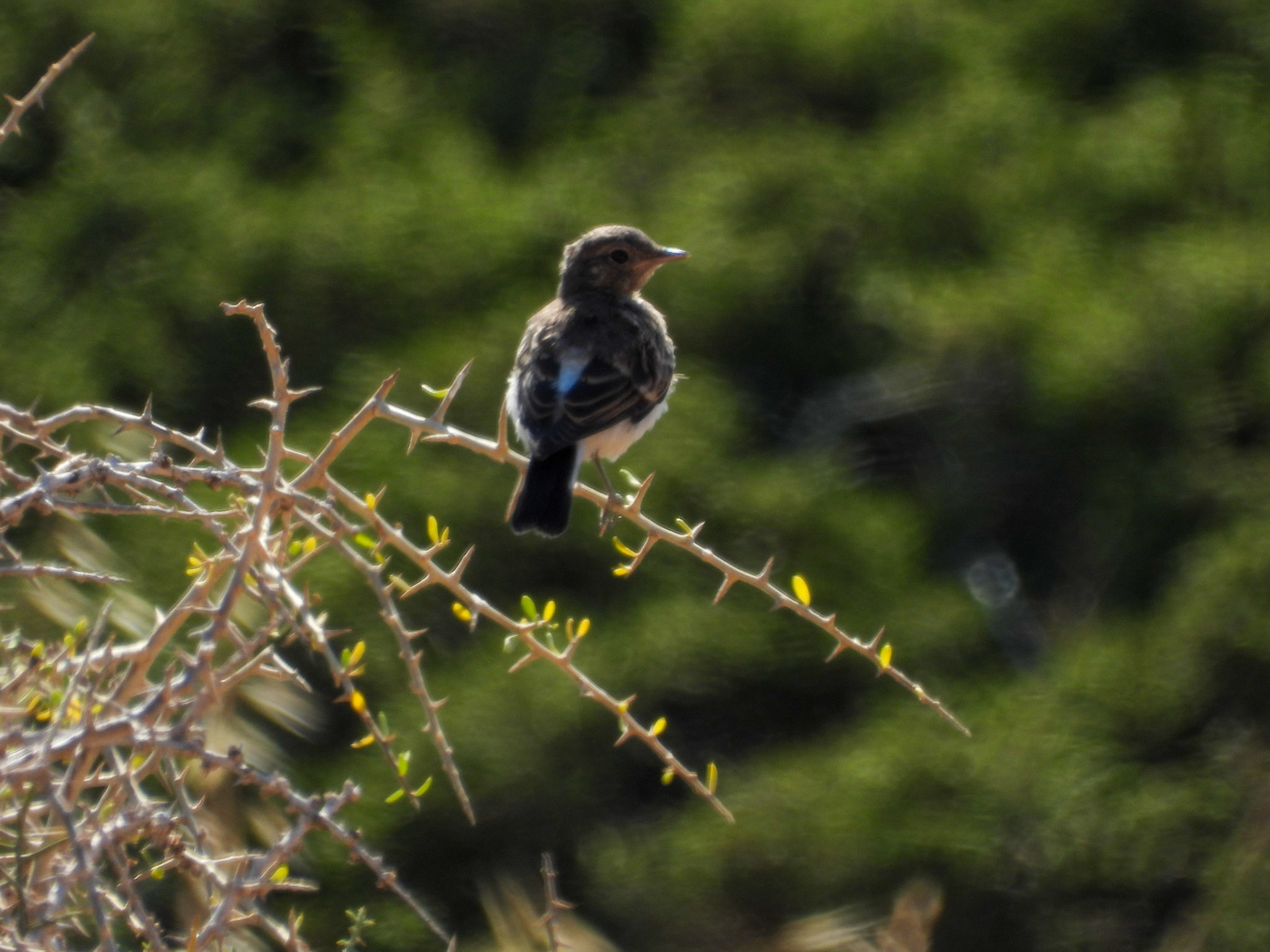 Cyprus Wheatear