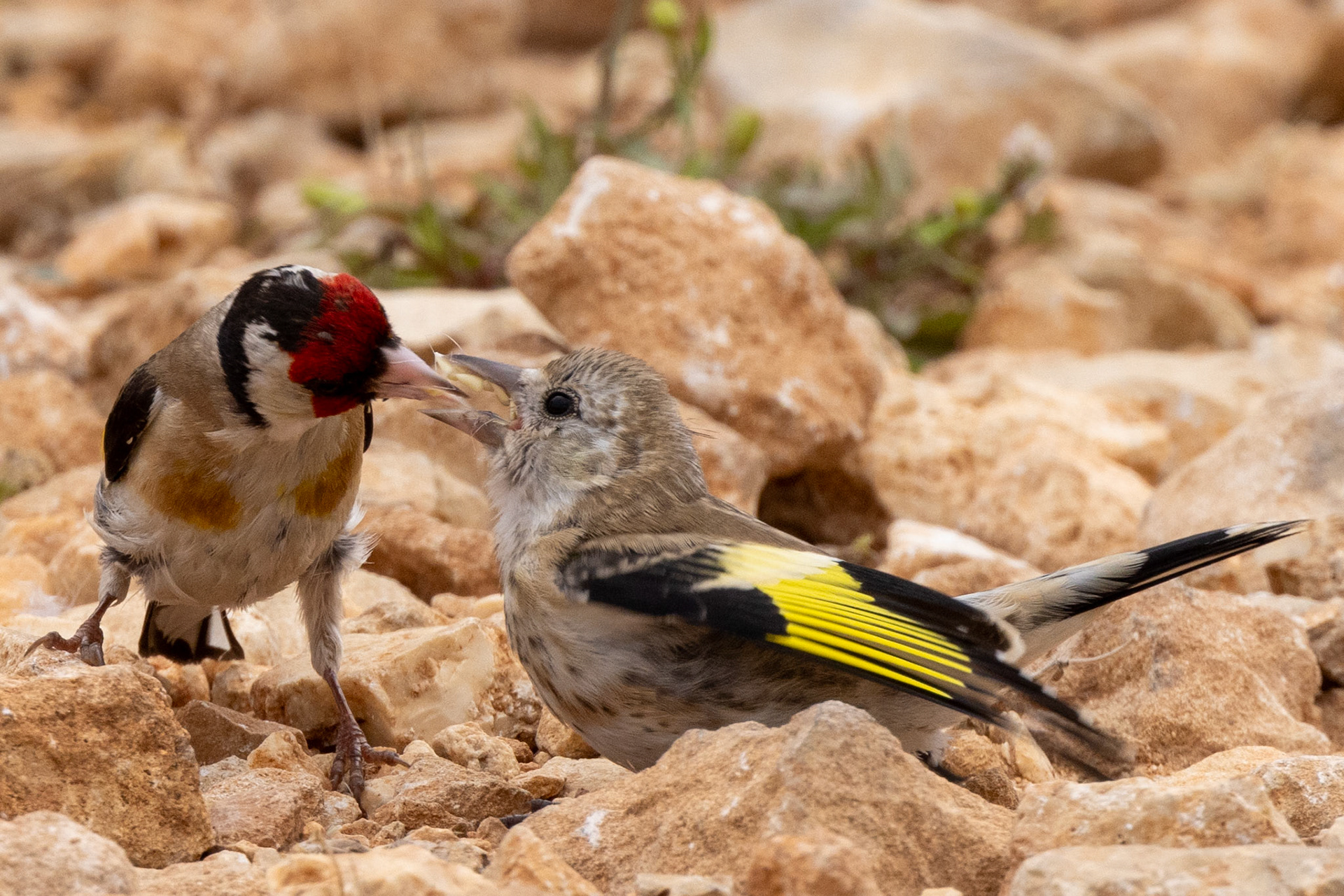 Goldfinch