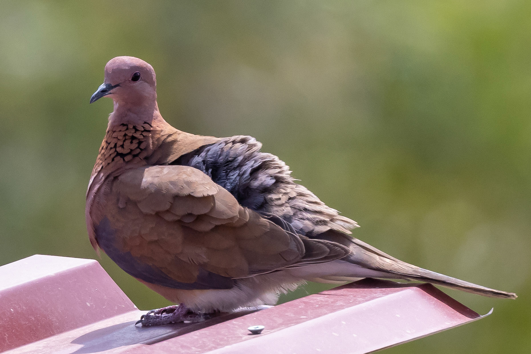 Laughing Dove