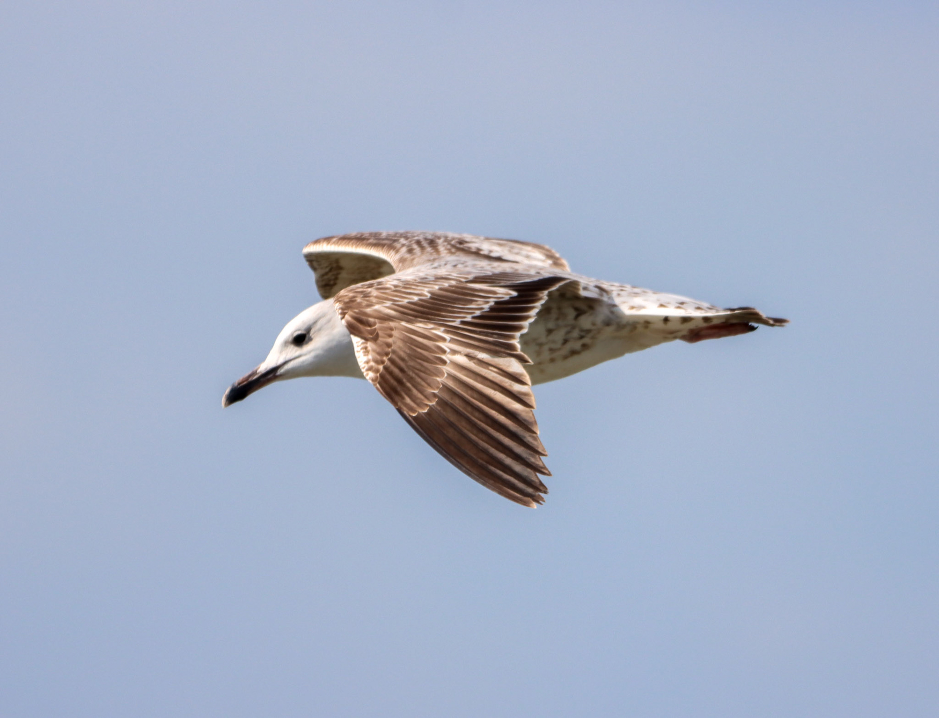 Armenian Gull