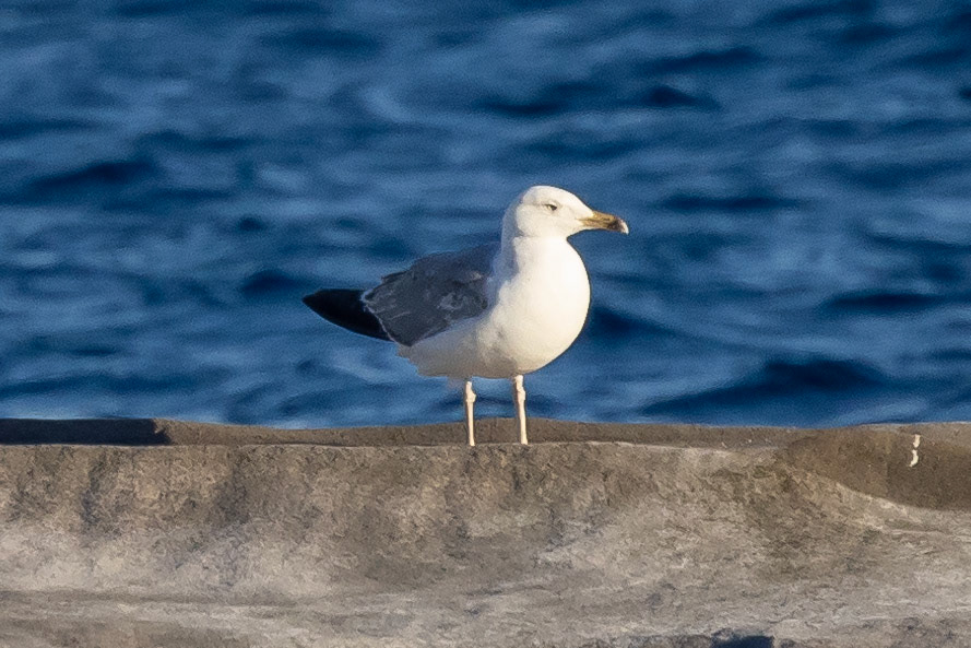 Caspian Gull