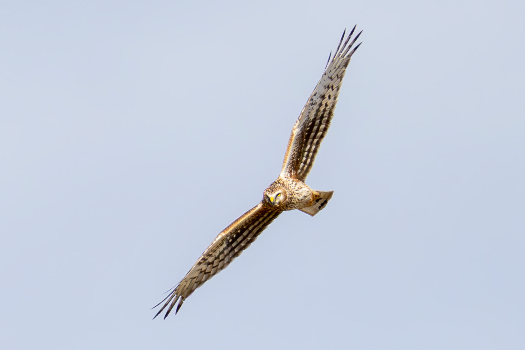 Hen Harrier