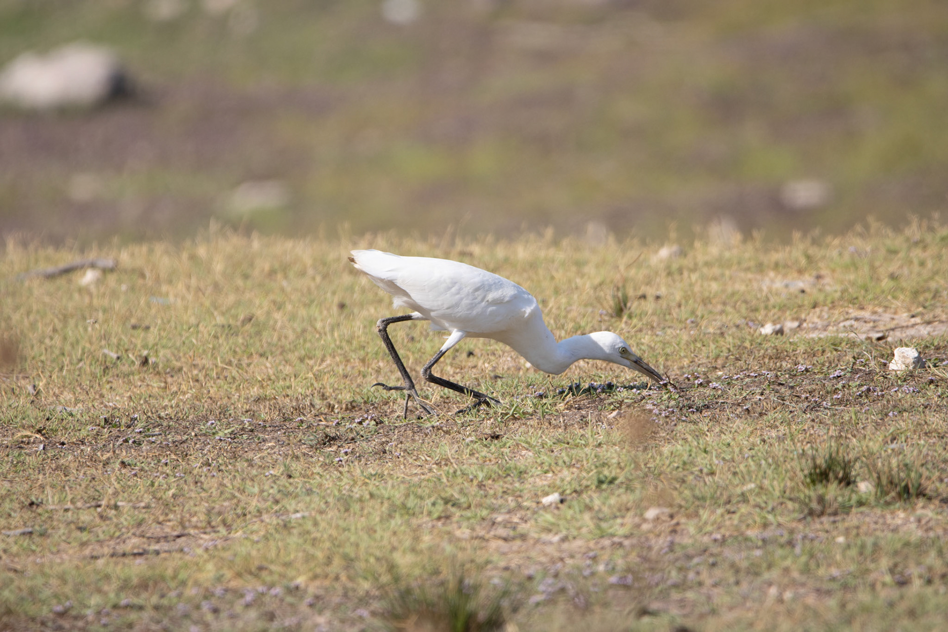 Cattle Egret