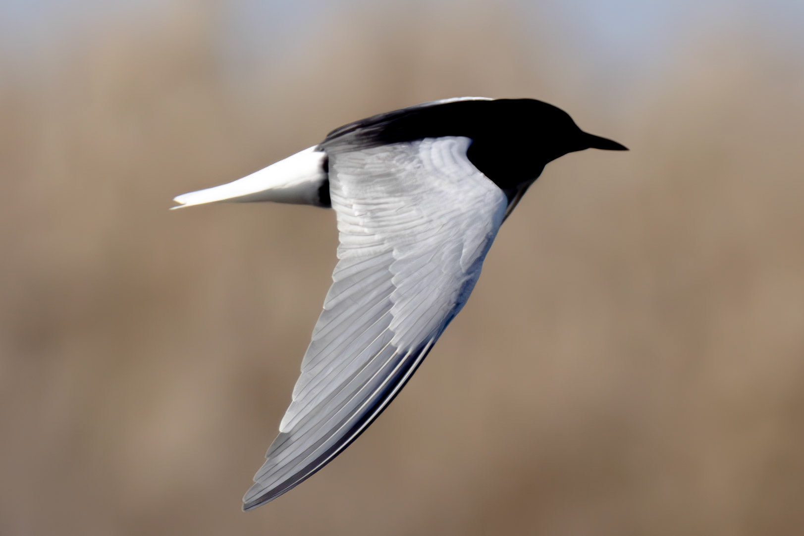 White-winged Tern
