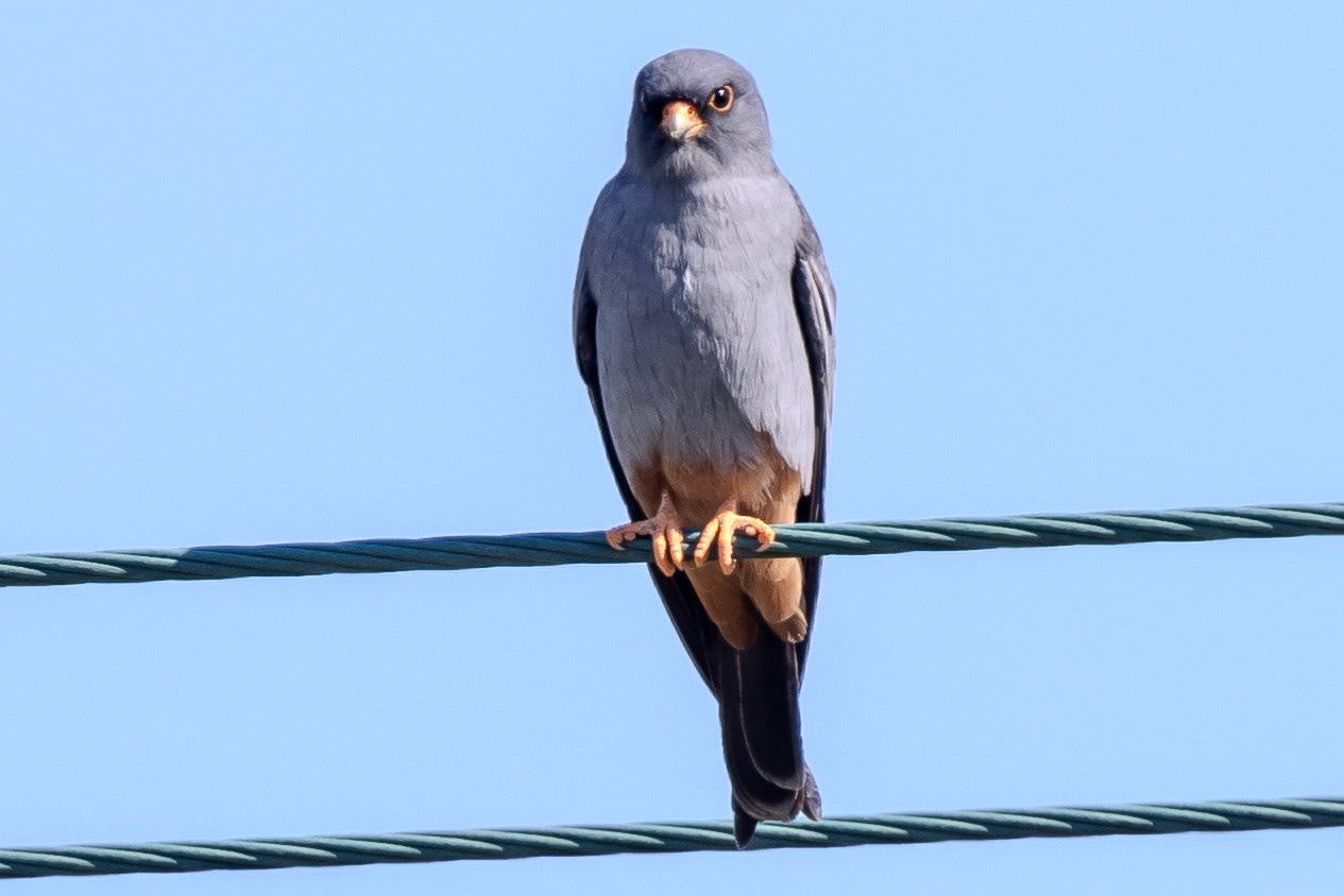 Red-footed falcon