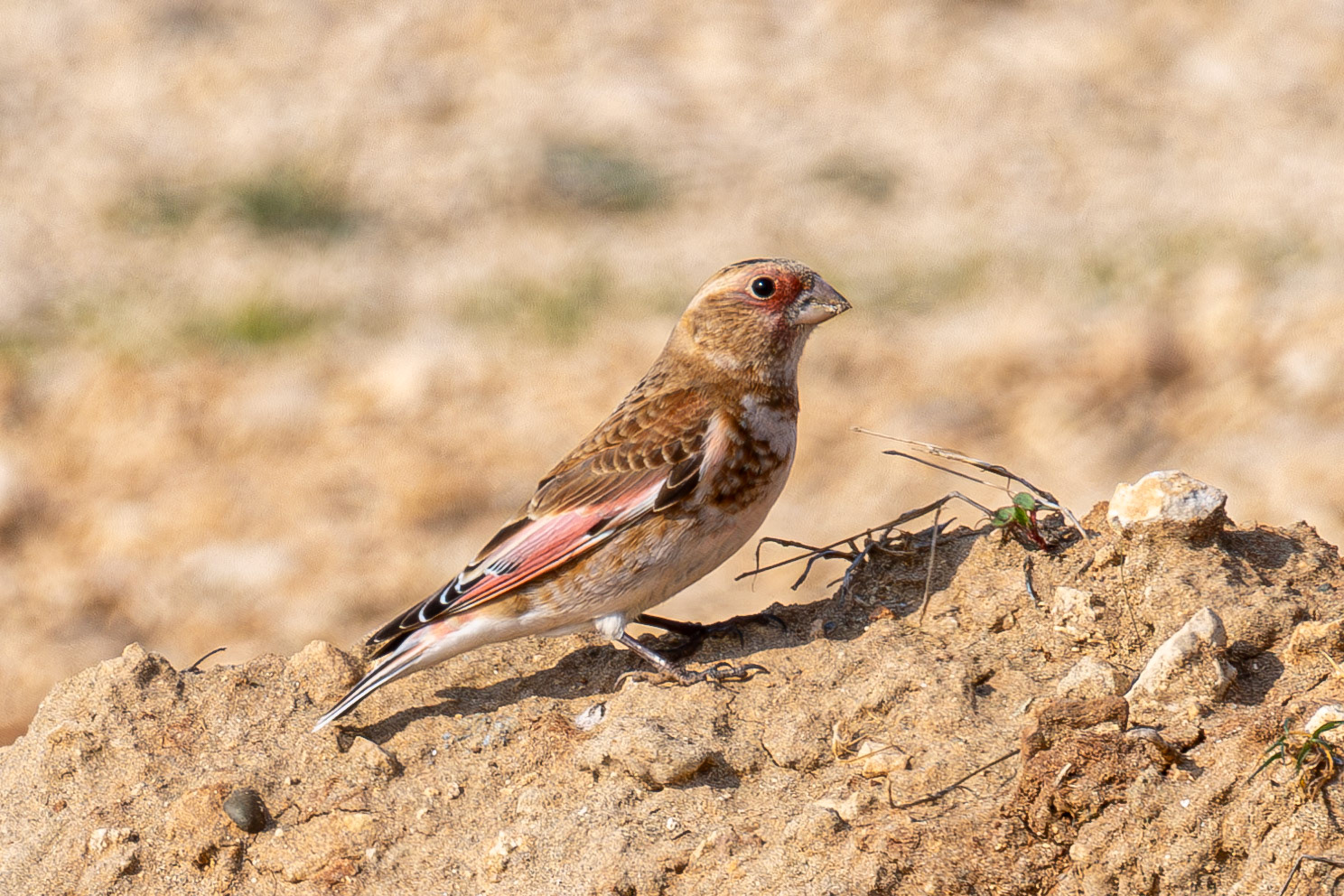 Eurasian Crimson-winged Finch