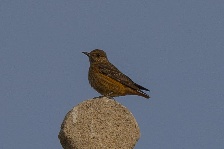 Rufous-tailed Rock Thrush