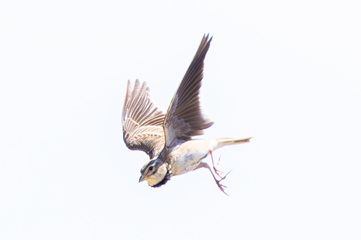 Calandra Lark