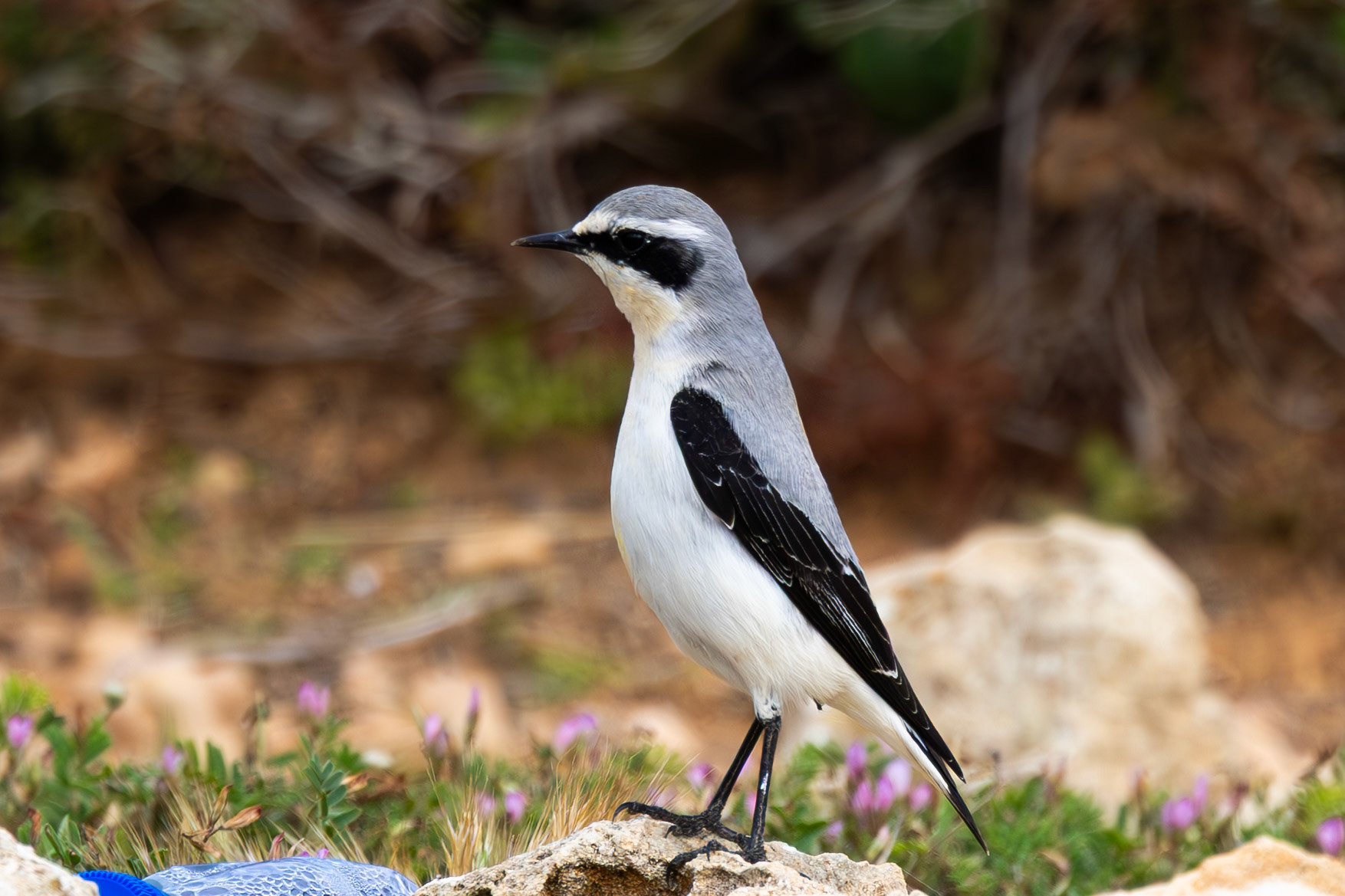 Wheatear