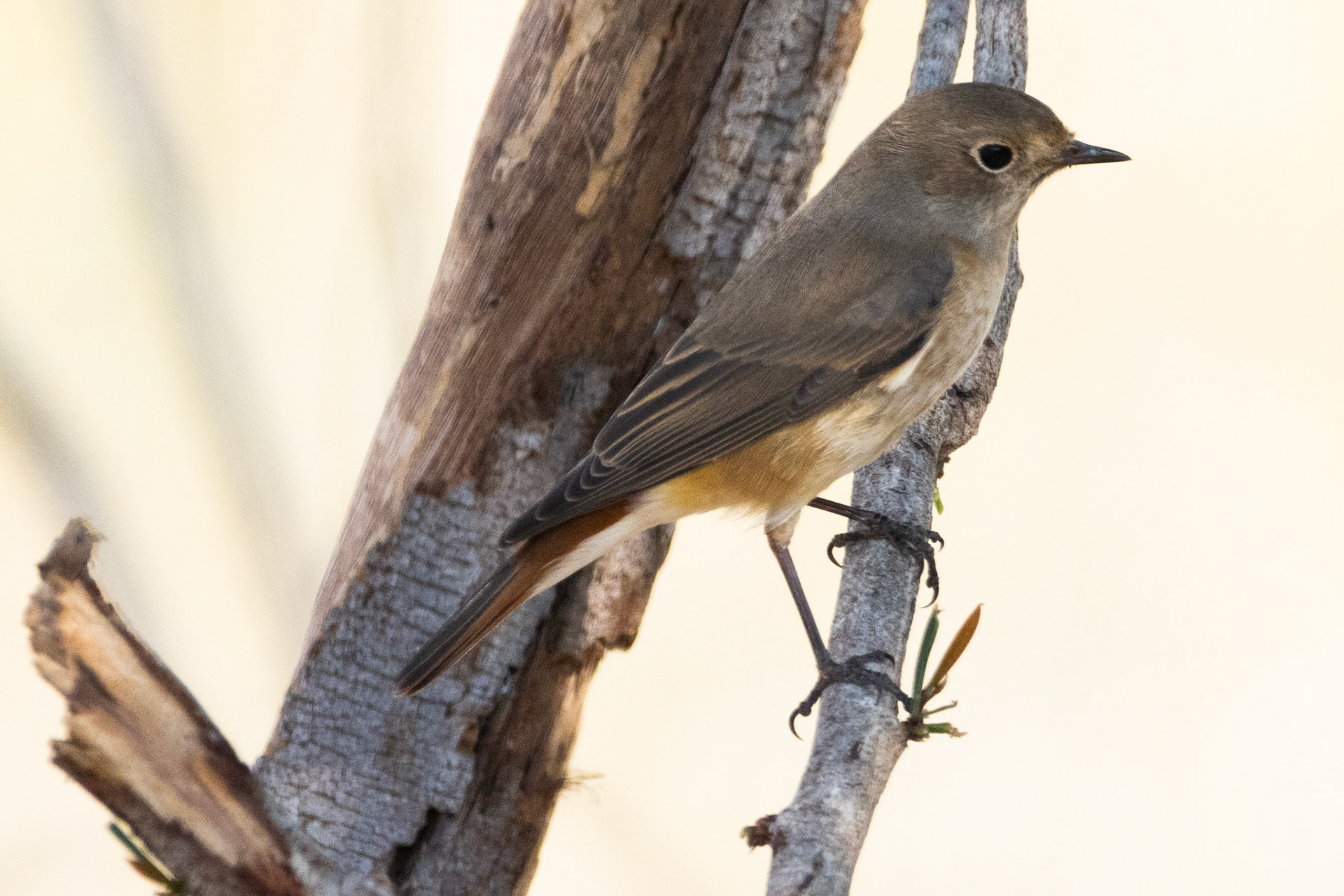 Redstart