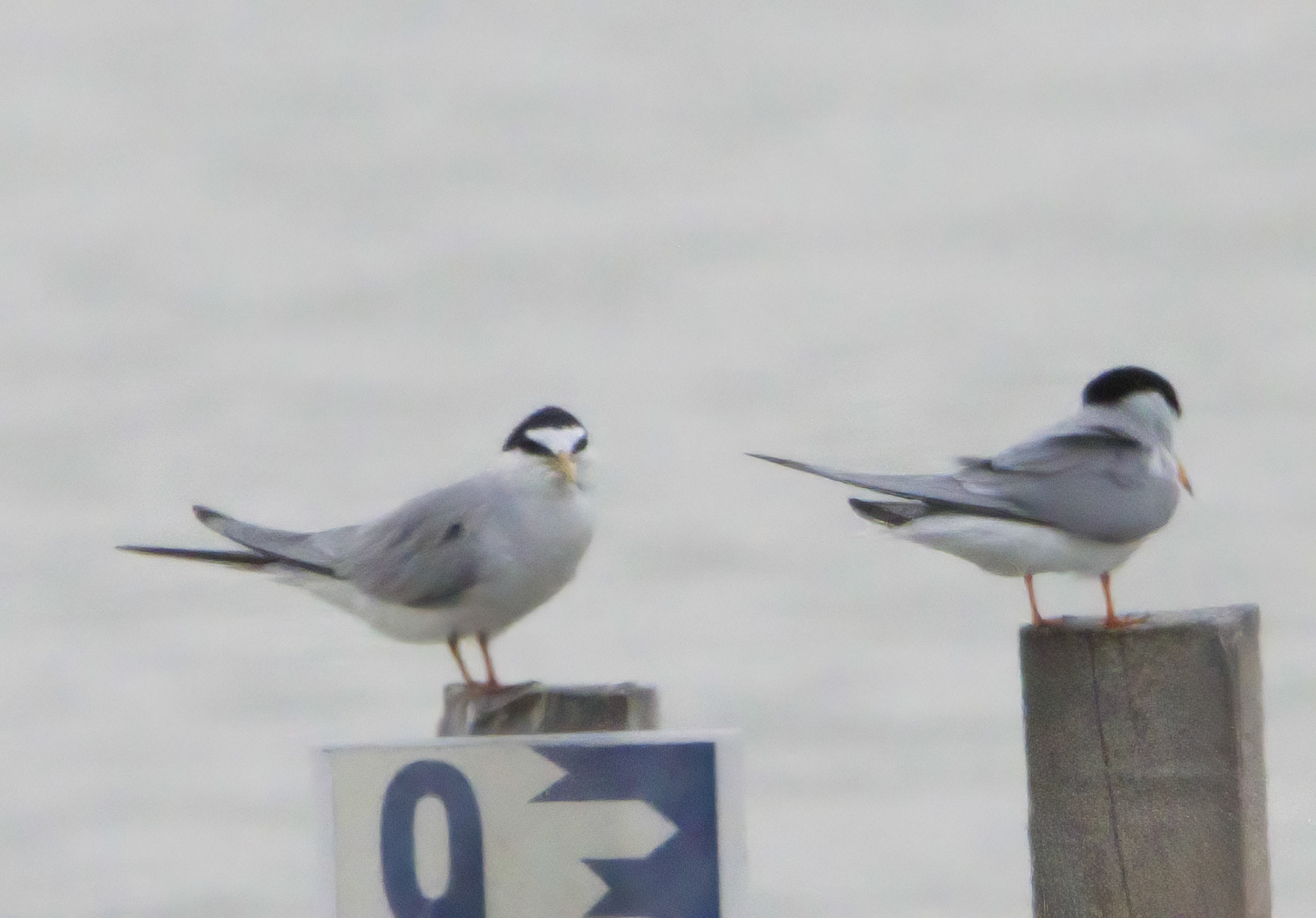 Little Tern
