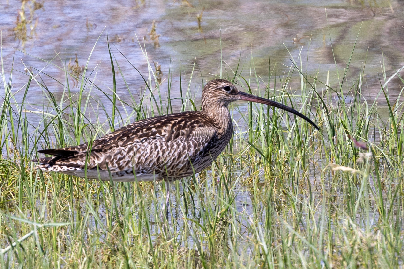 Eurasian Curlew