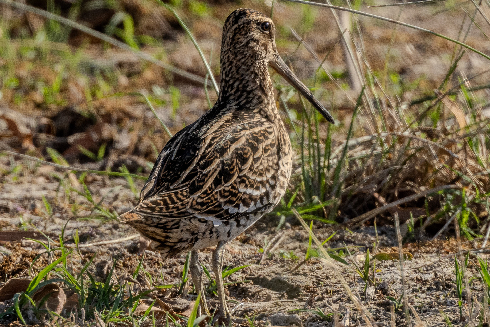 Great Snipe