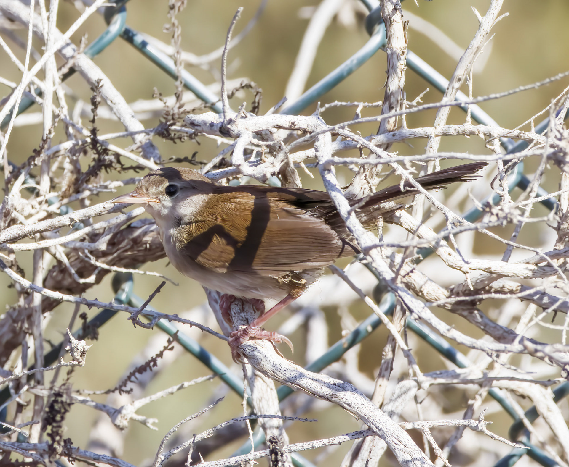Cetti's Warbler