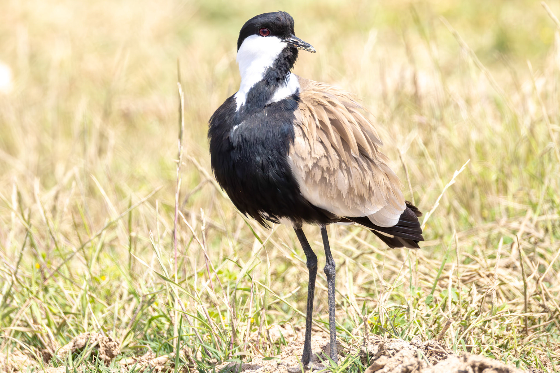 Spur-winged Lapwing