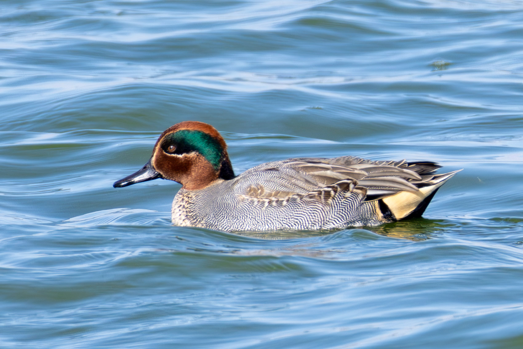 Common Teal