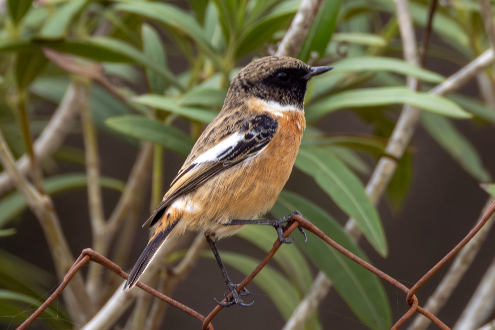 Stonechat