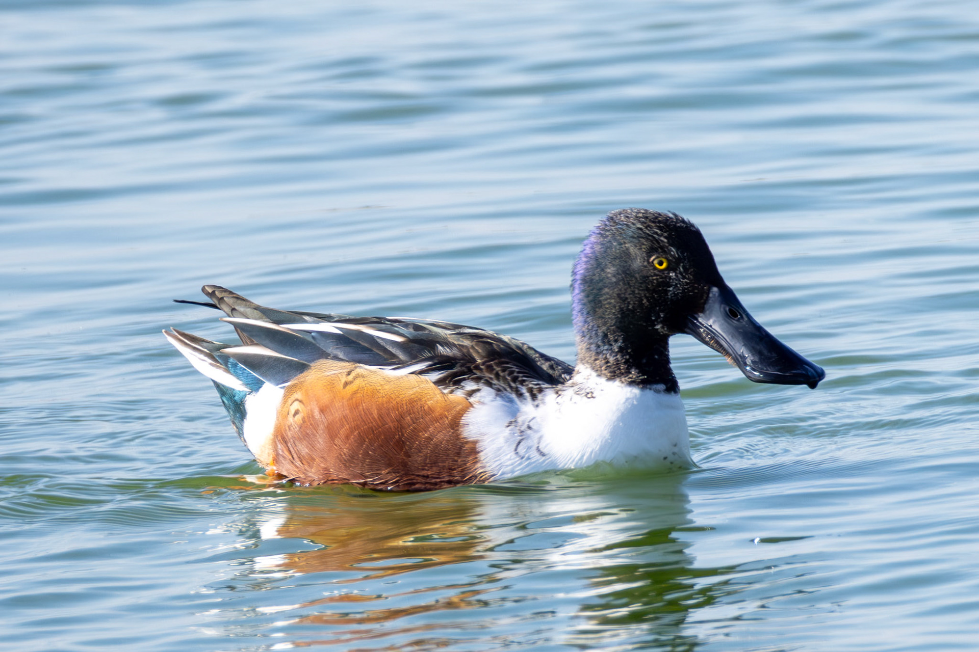 Eurasian Shoveler