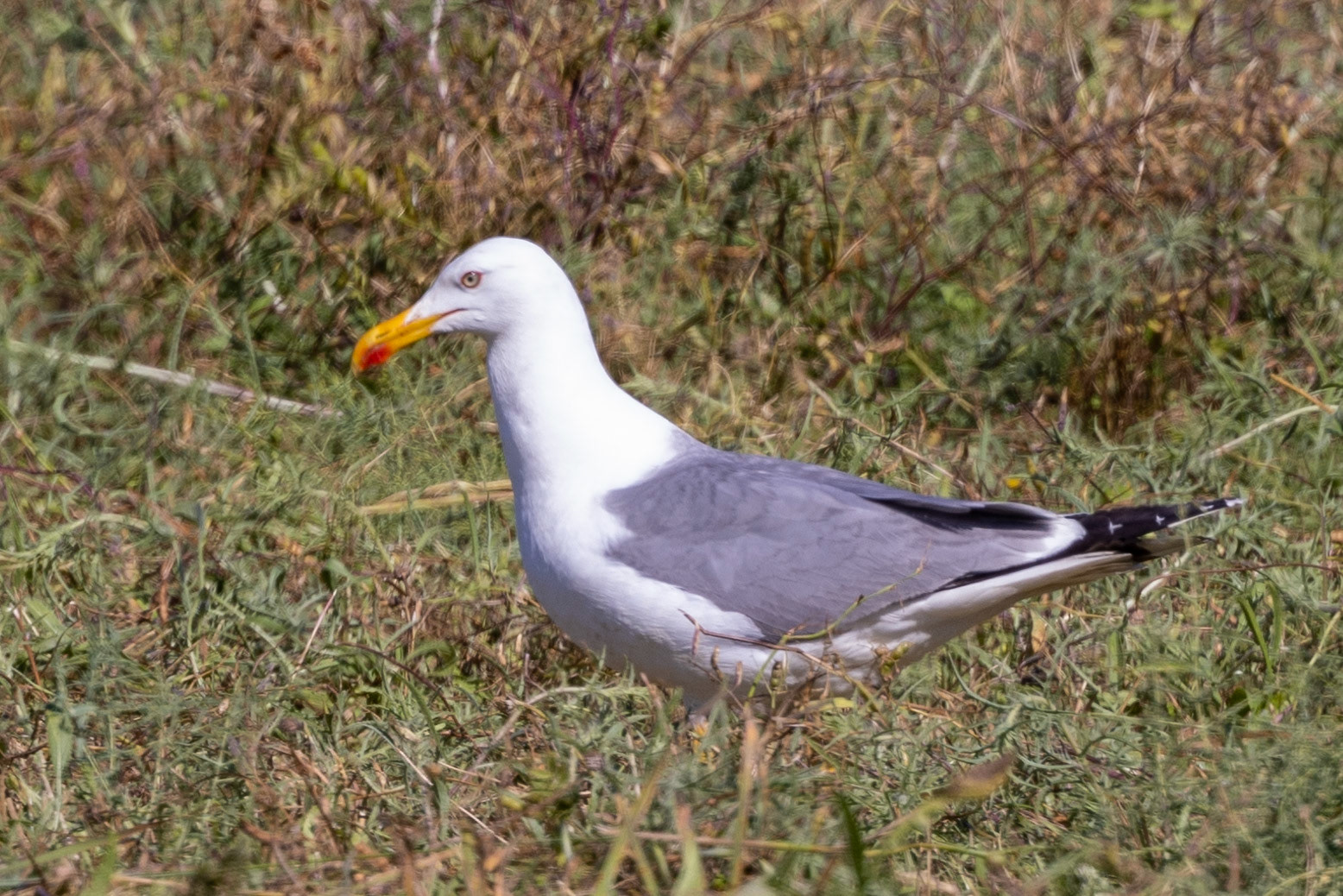 Yellow-legged Gull