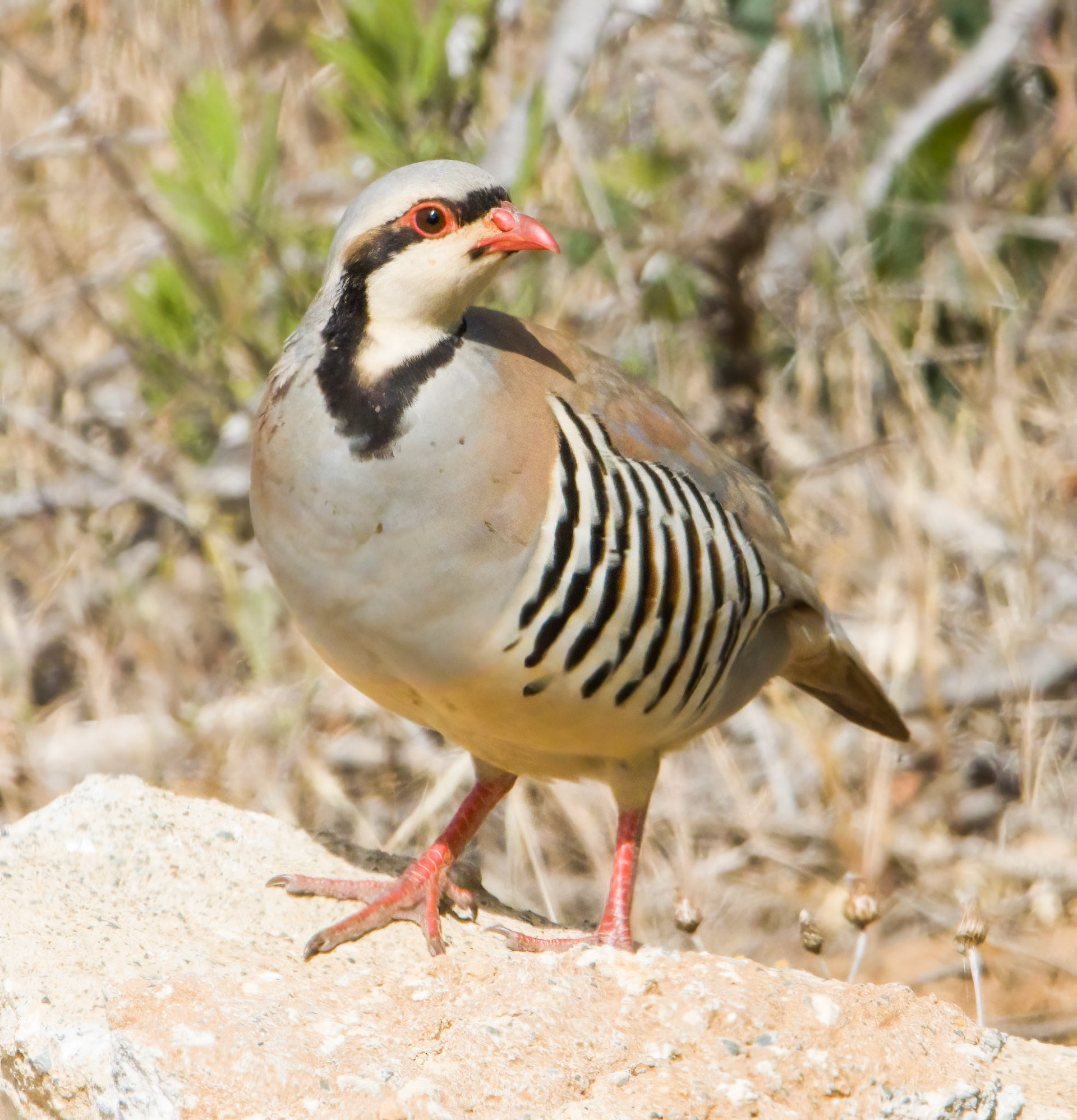 Chukar