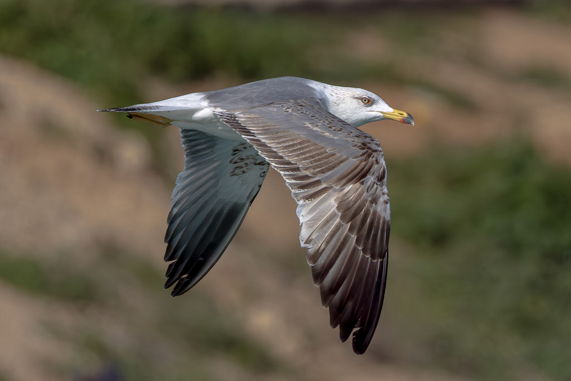 Yellow-legged Gull