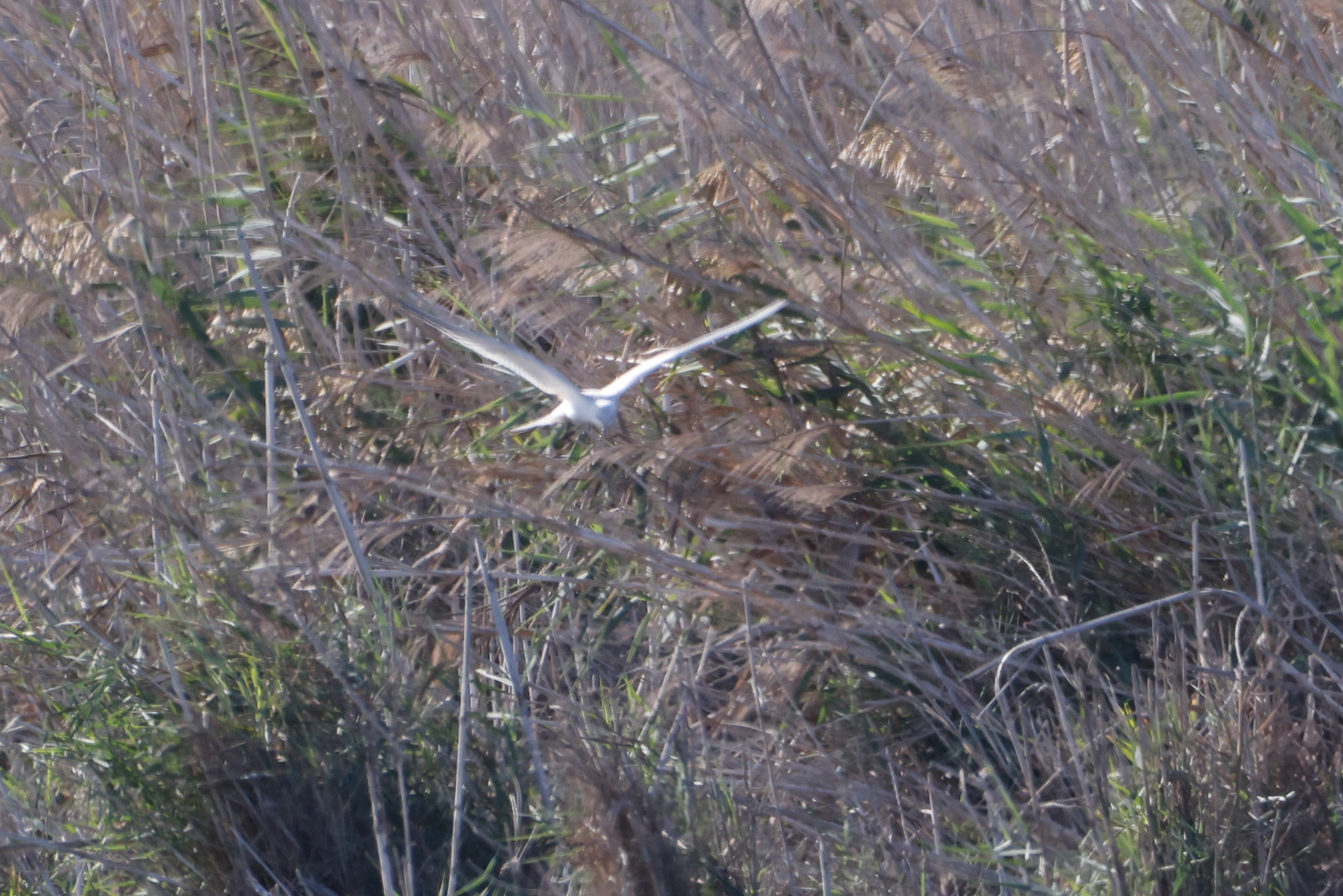 Gull-billed Tern