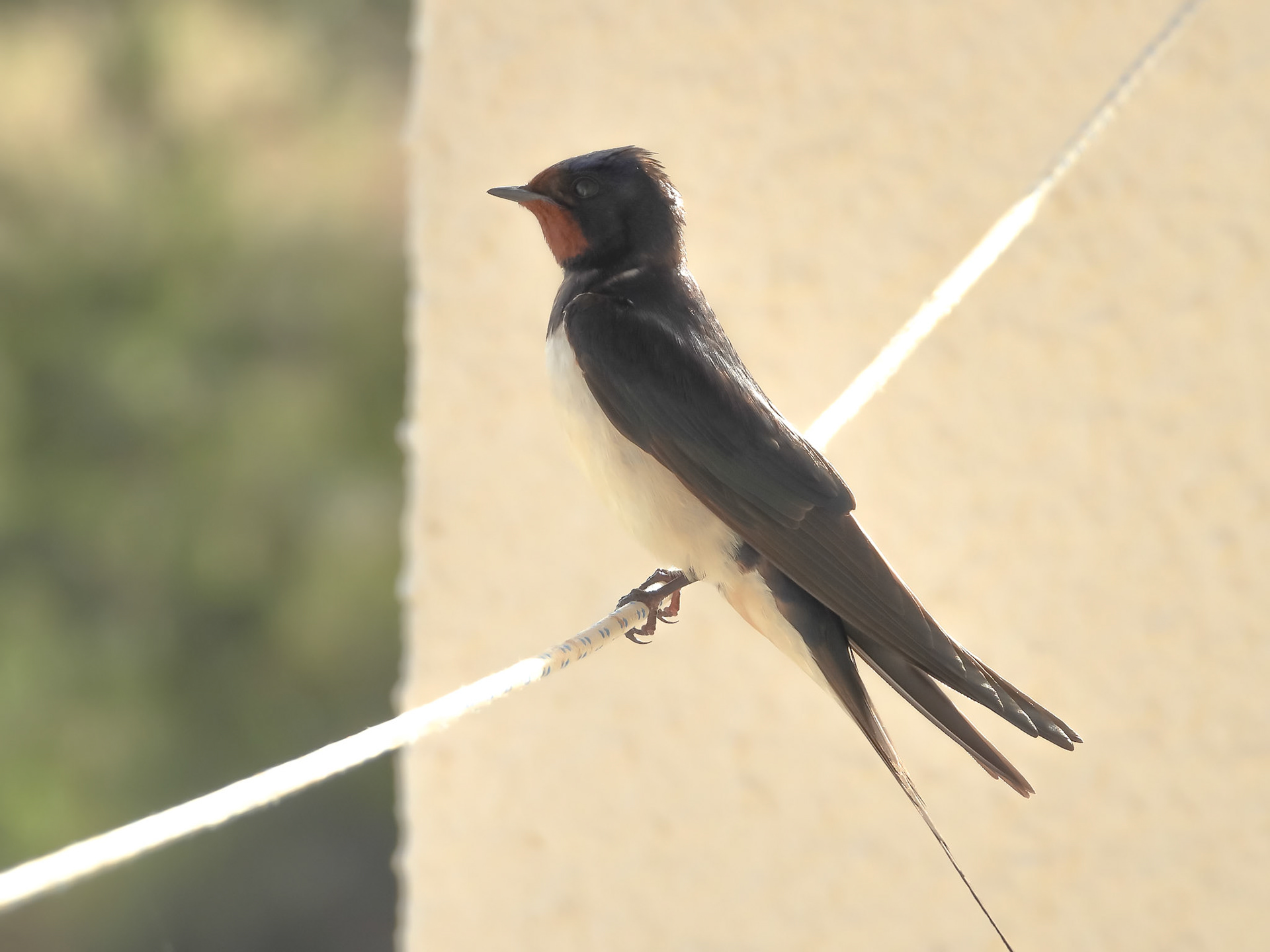Barn swallow
