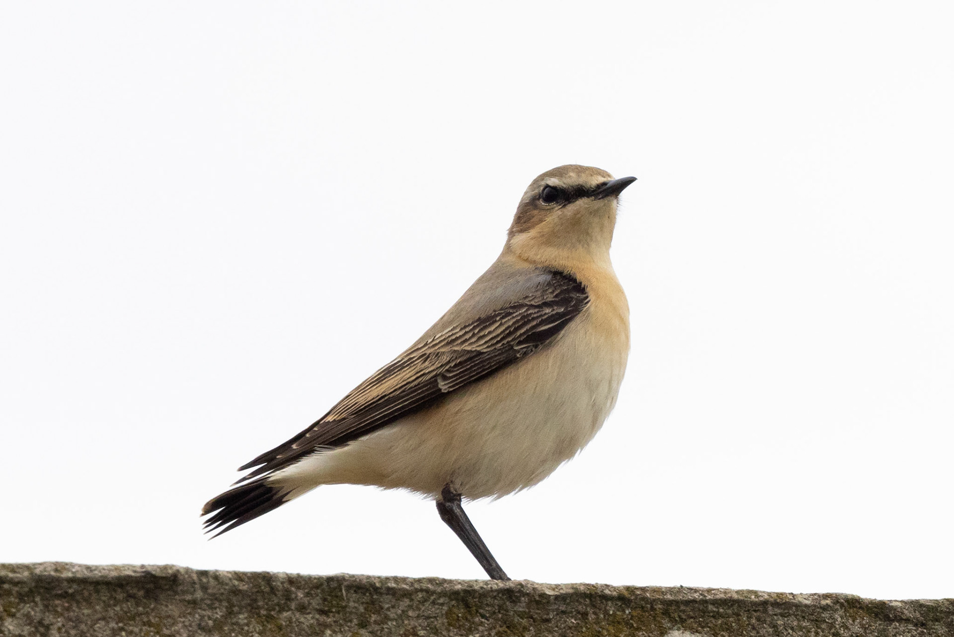 Wheatear
