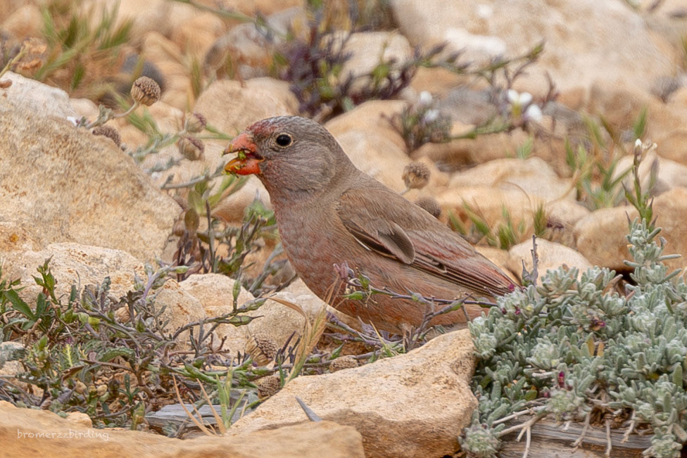 Trumpeter Finch