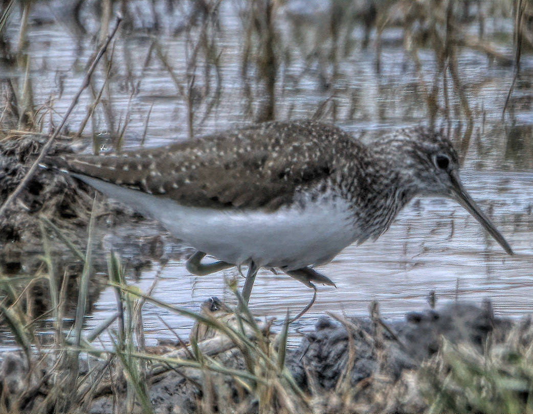 Green Sandpiper