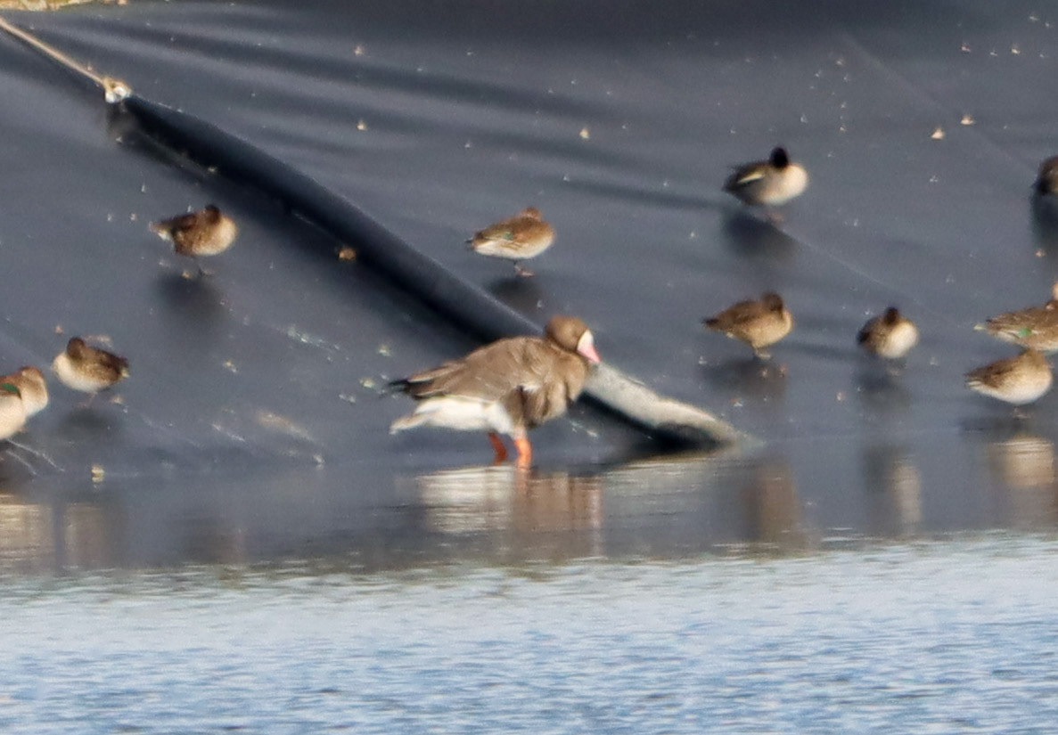 Greater White Fronted Goose