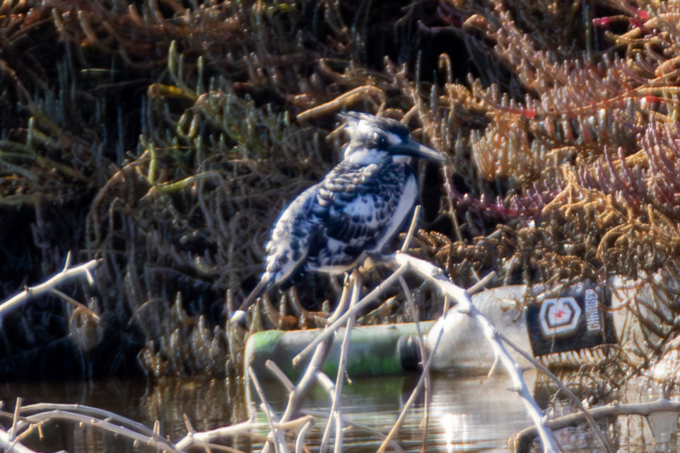 Pied KIngfisher