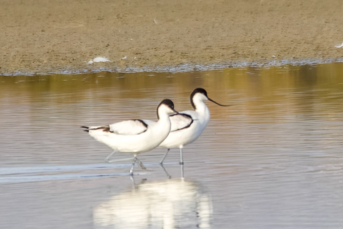 Pied Avocet