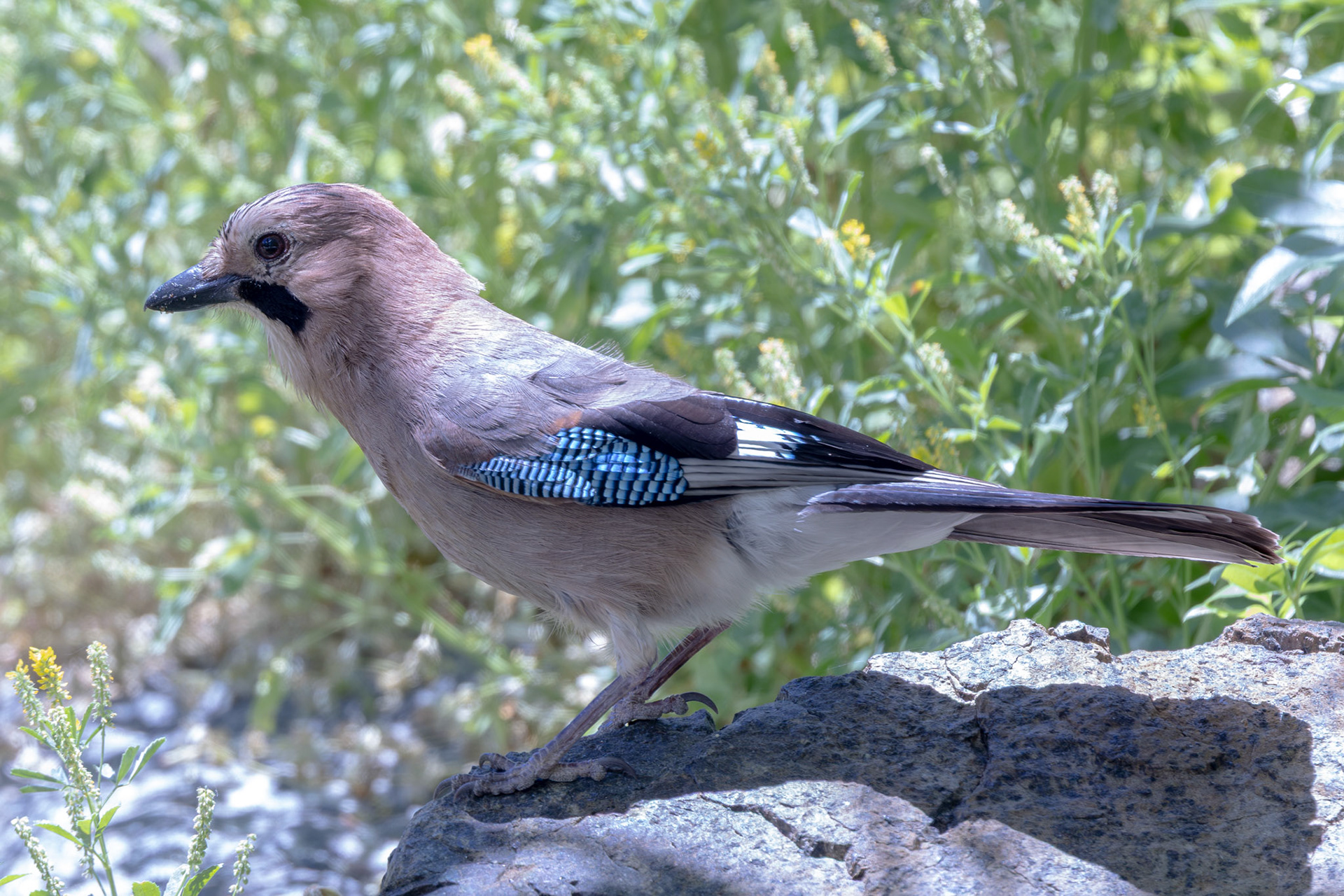 Eurasian Jay