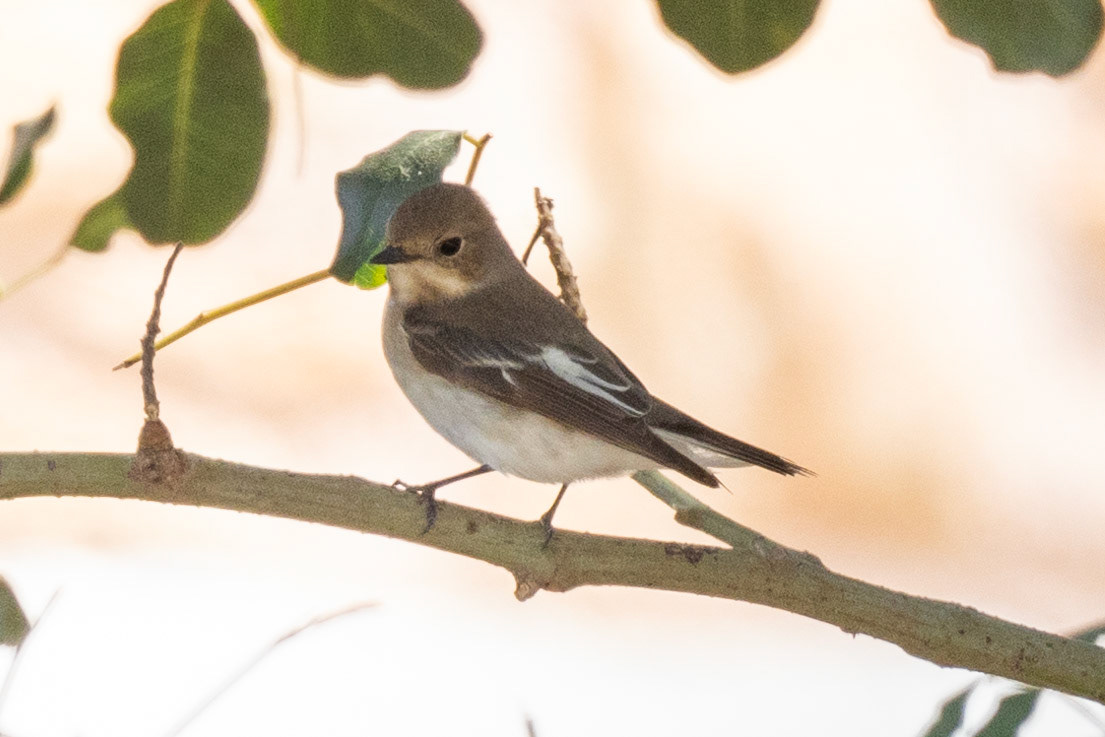 Pied Flycatcher