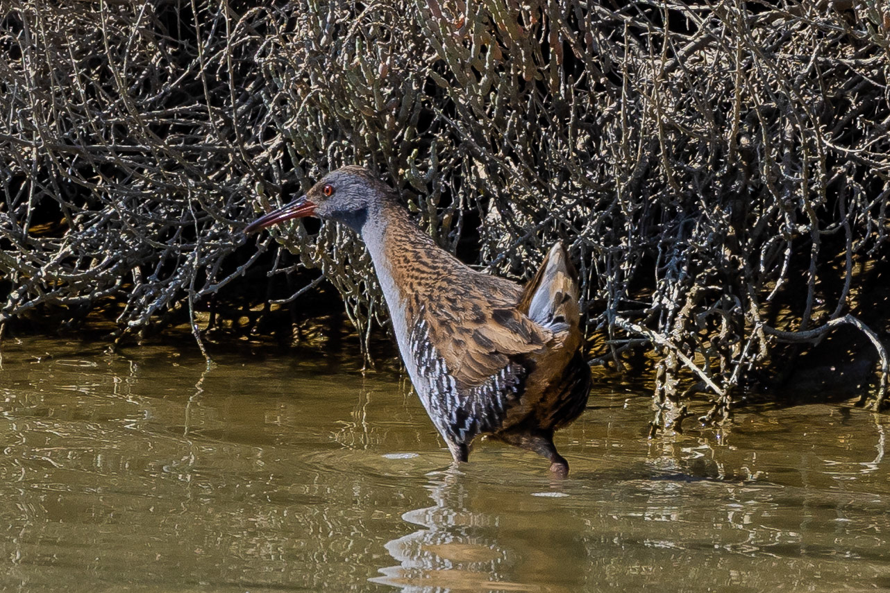 Water Rail