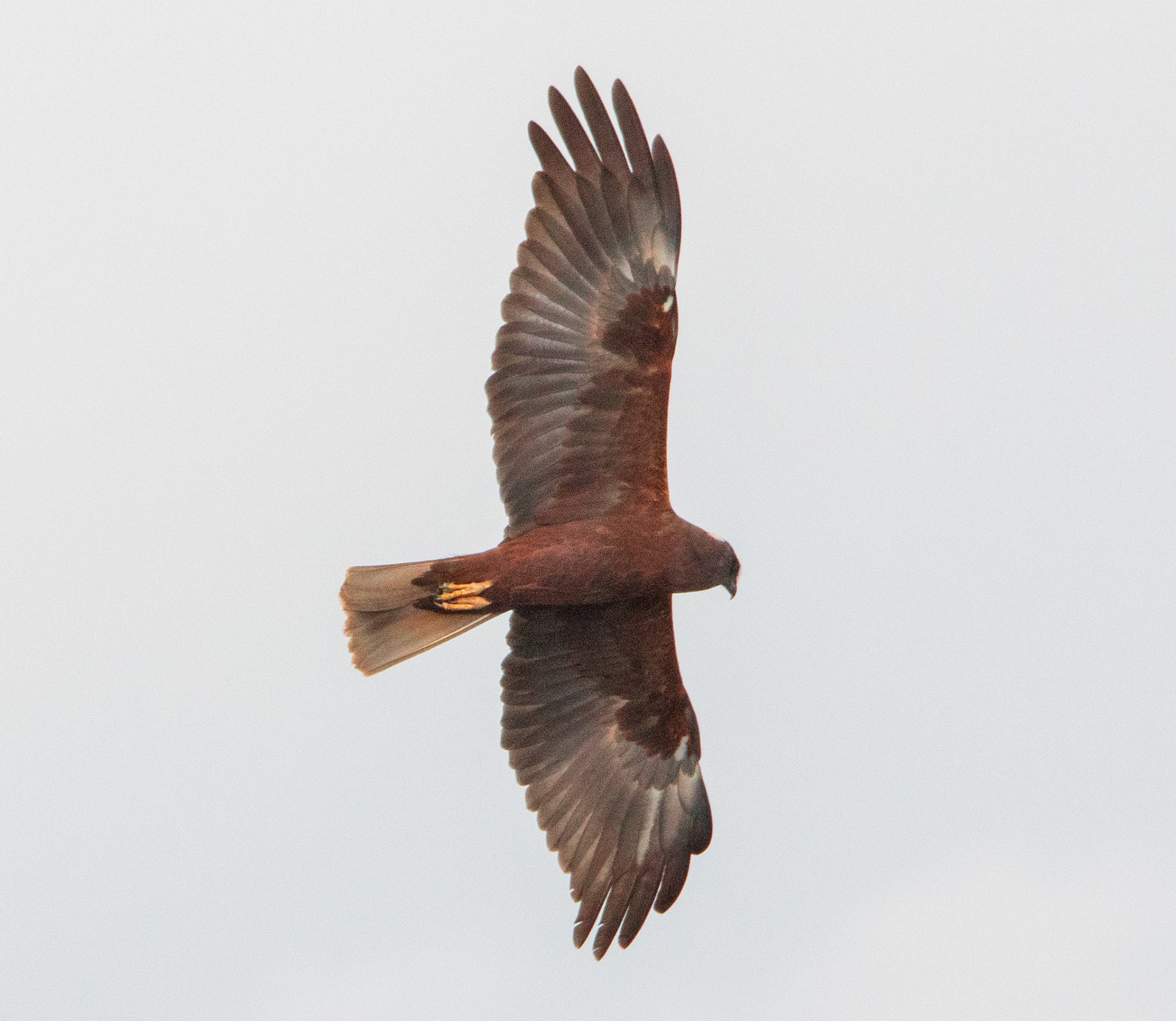 Marsh Harrier