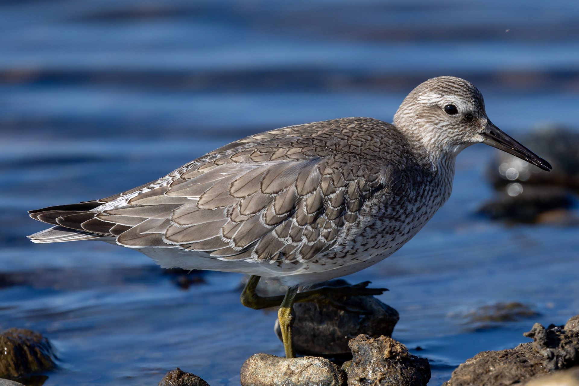 Red Knot