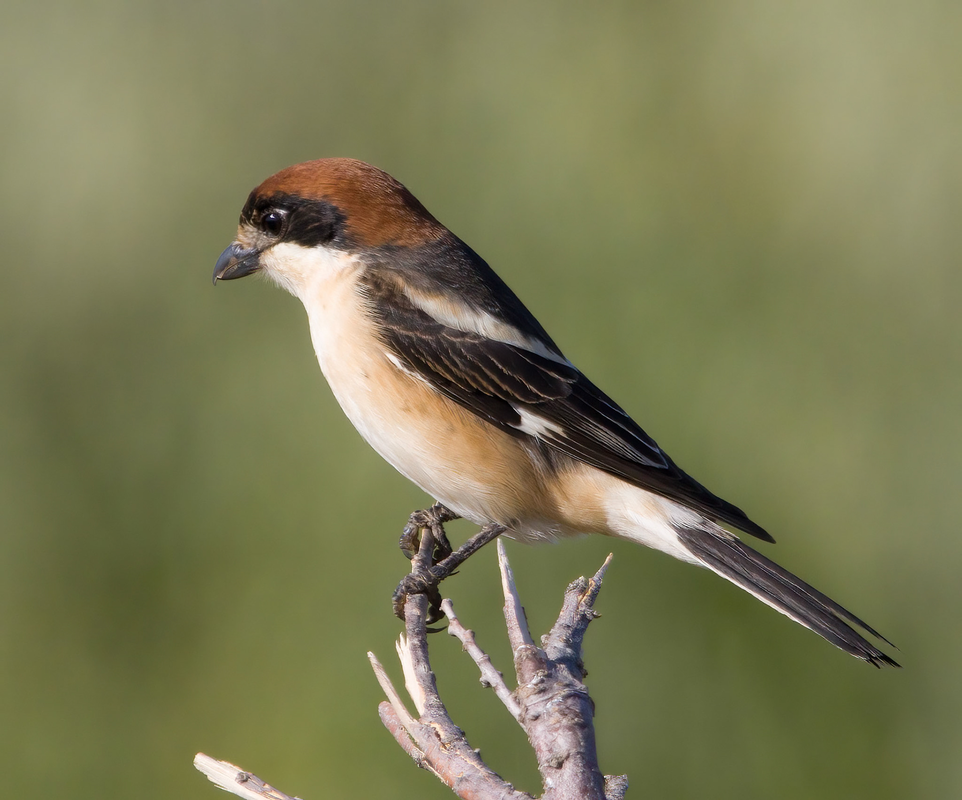 Woodchat Shrike