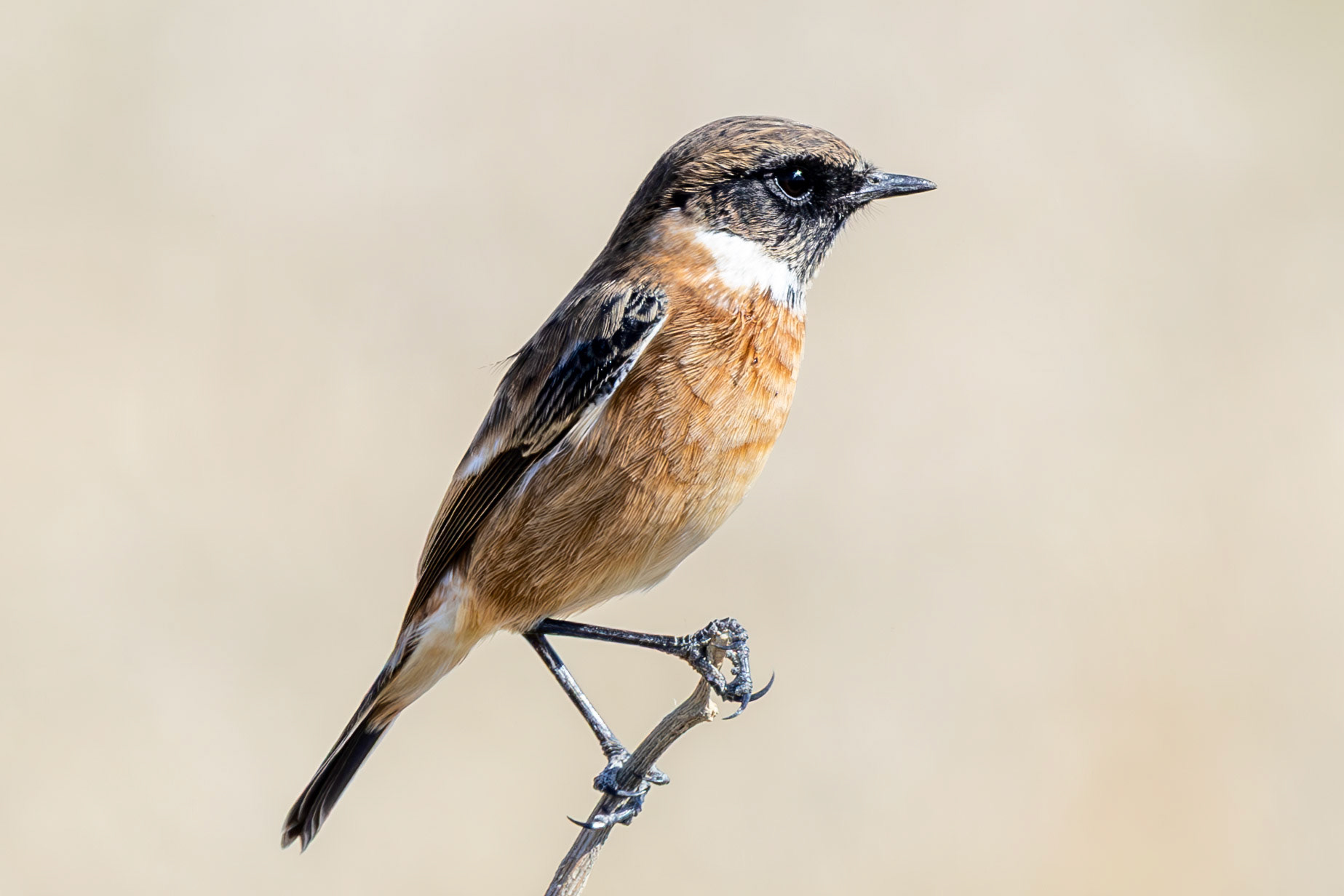 Common Stonechat