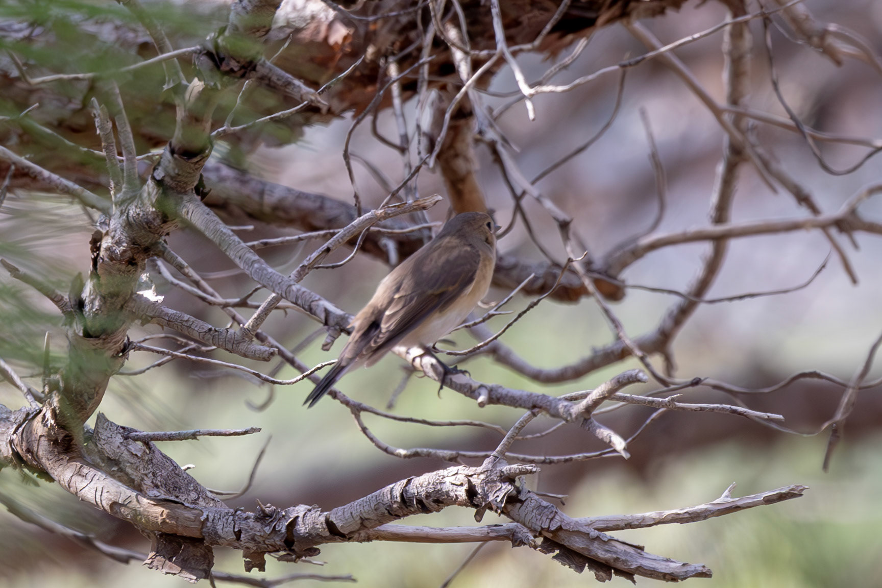 Red-breasted Flycatcher