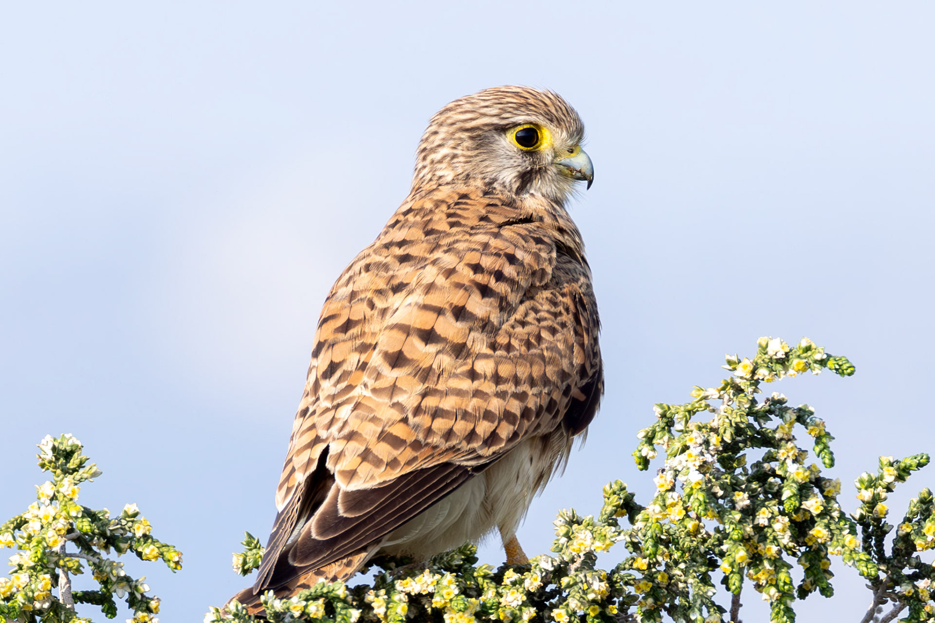 Common Kestrel