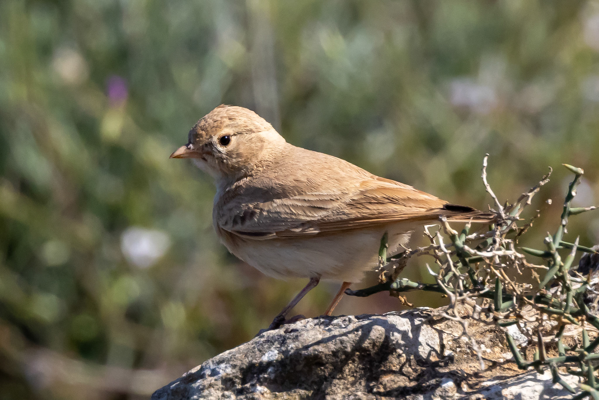 Bar-tailed Lark