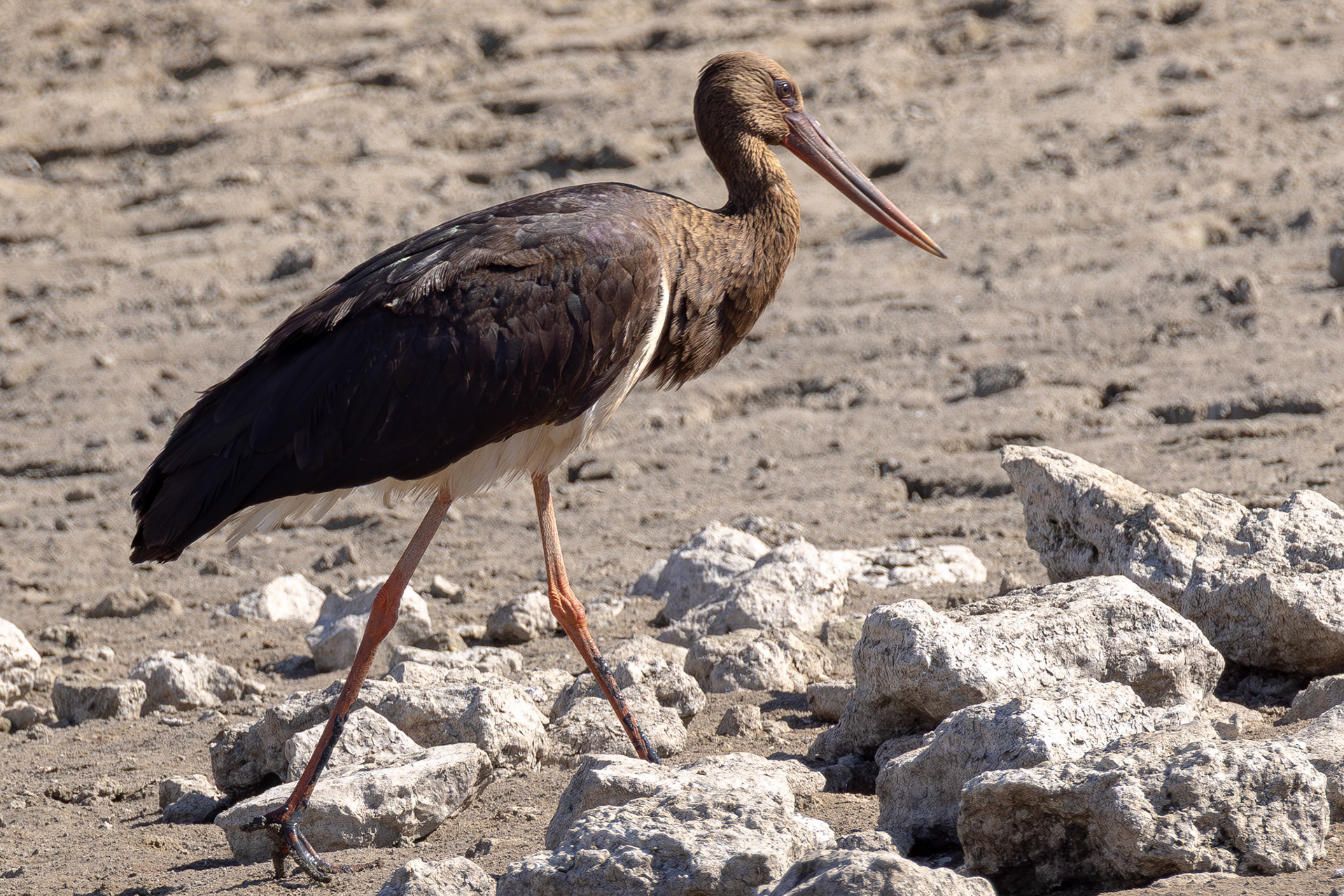 Black Stork