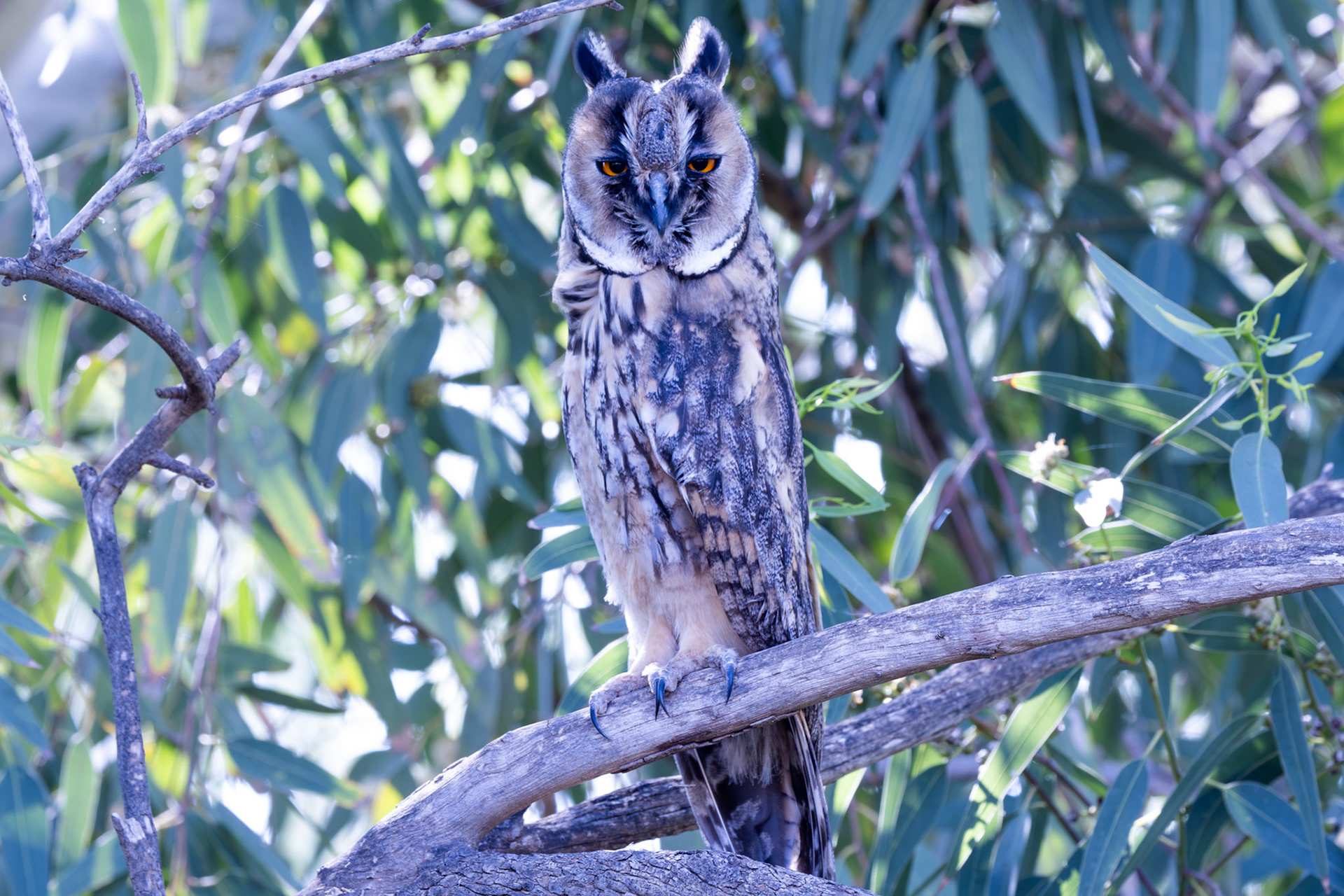 Long-eared Owl