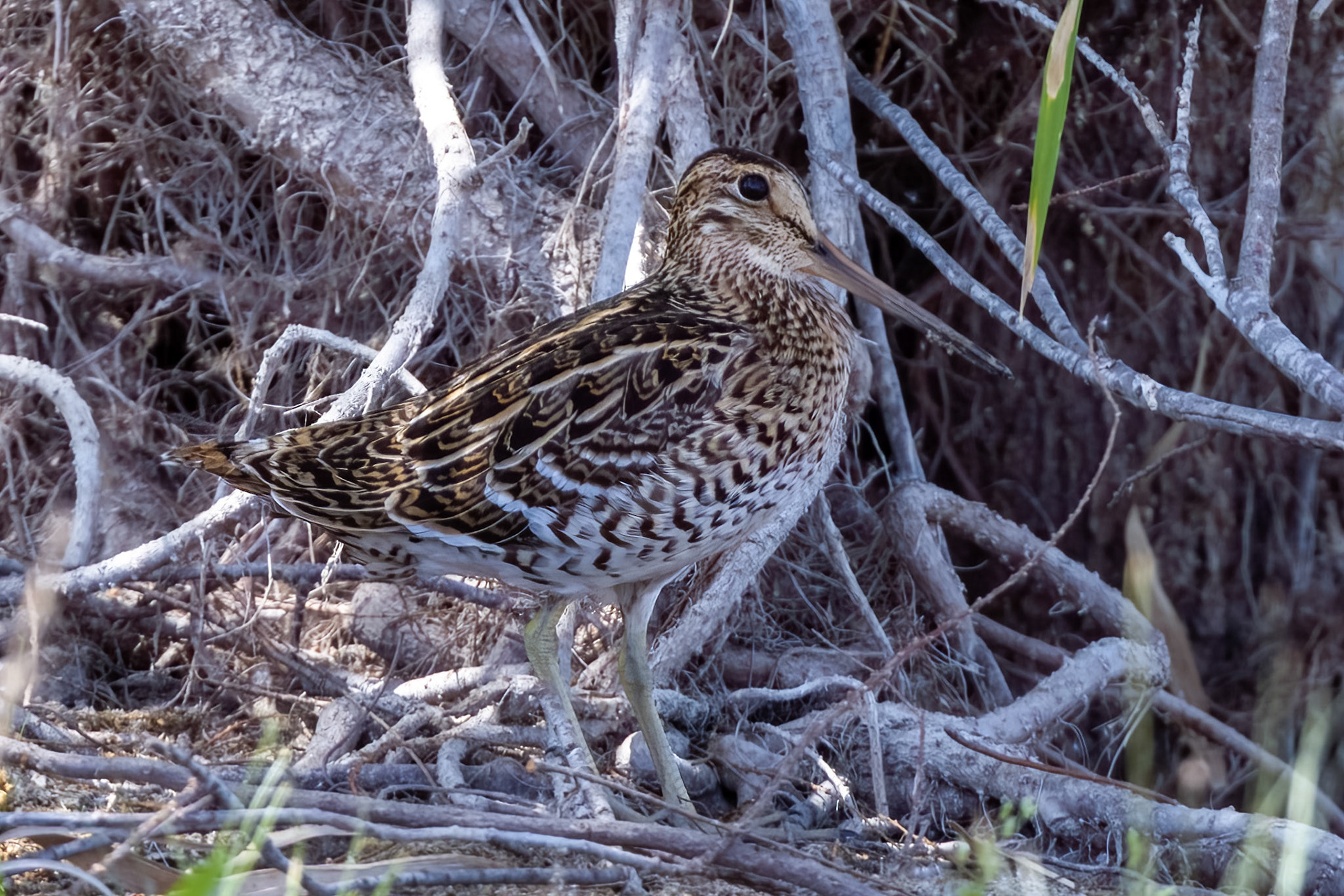 Great Snipe