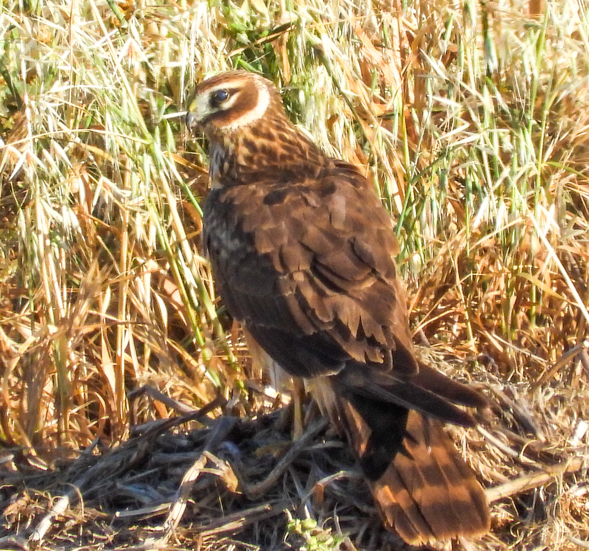 Montagu's Harrier